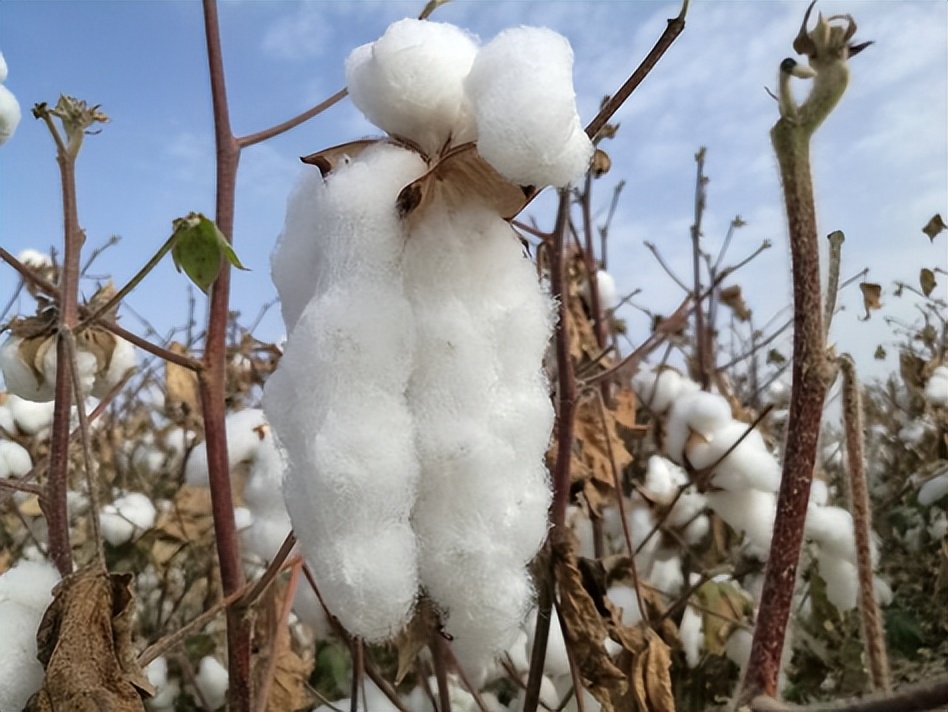 别再傻傻被骗了完整版,别再傻傻被骗了是真的吗