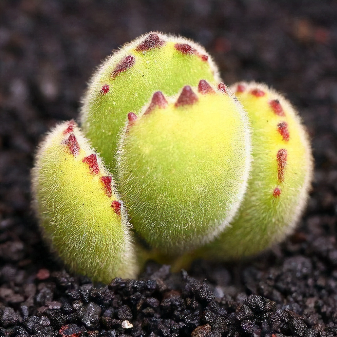 熊童子夏季3个月没浇水会怎样,熊童子一直不生根