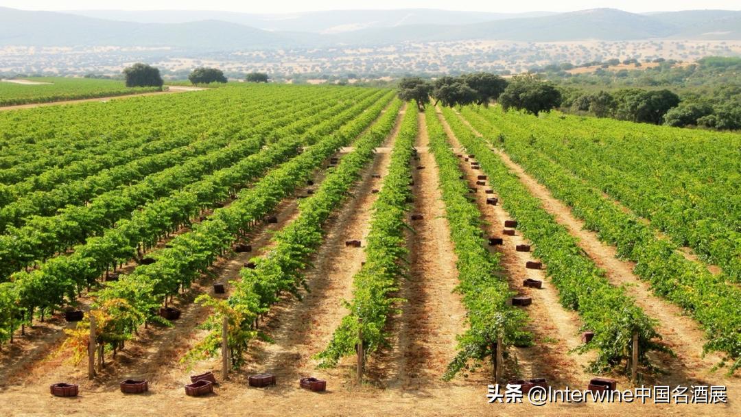 interwine国际精品葡萄酒展,interwine是什么意思