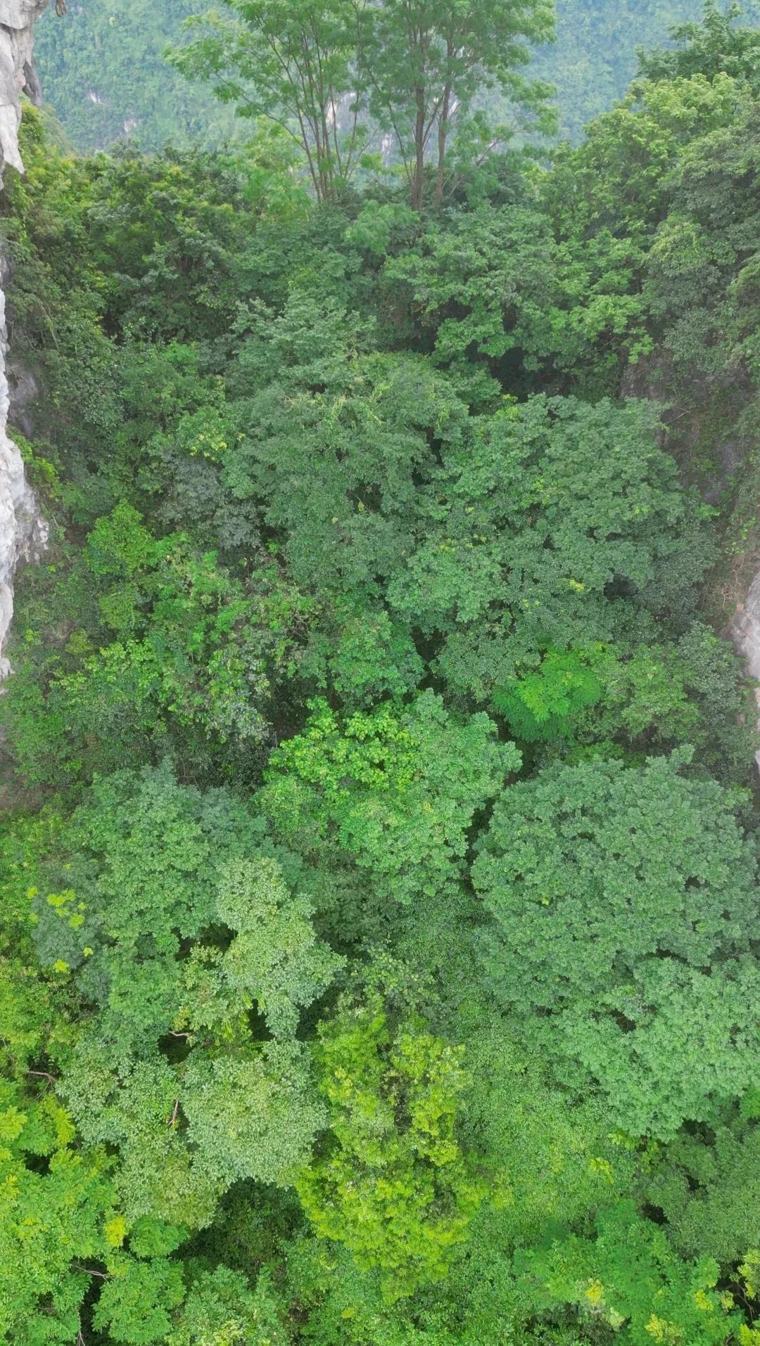 广西大新那岭乡有个什么风景洞,大新神奇山洞