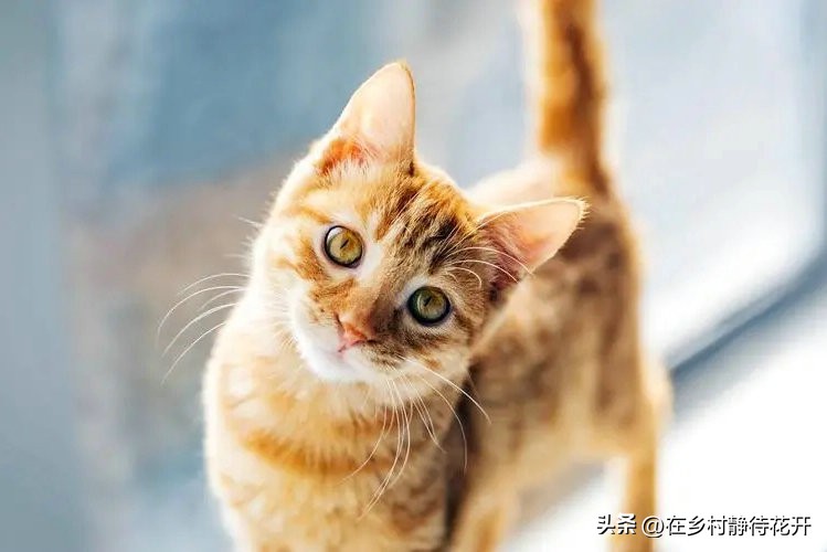 郑振铎的猫为什么总是死,郑振铎的猫是真实的吗