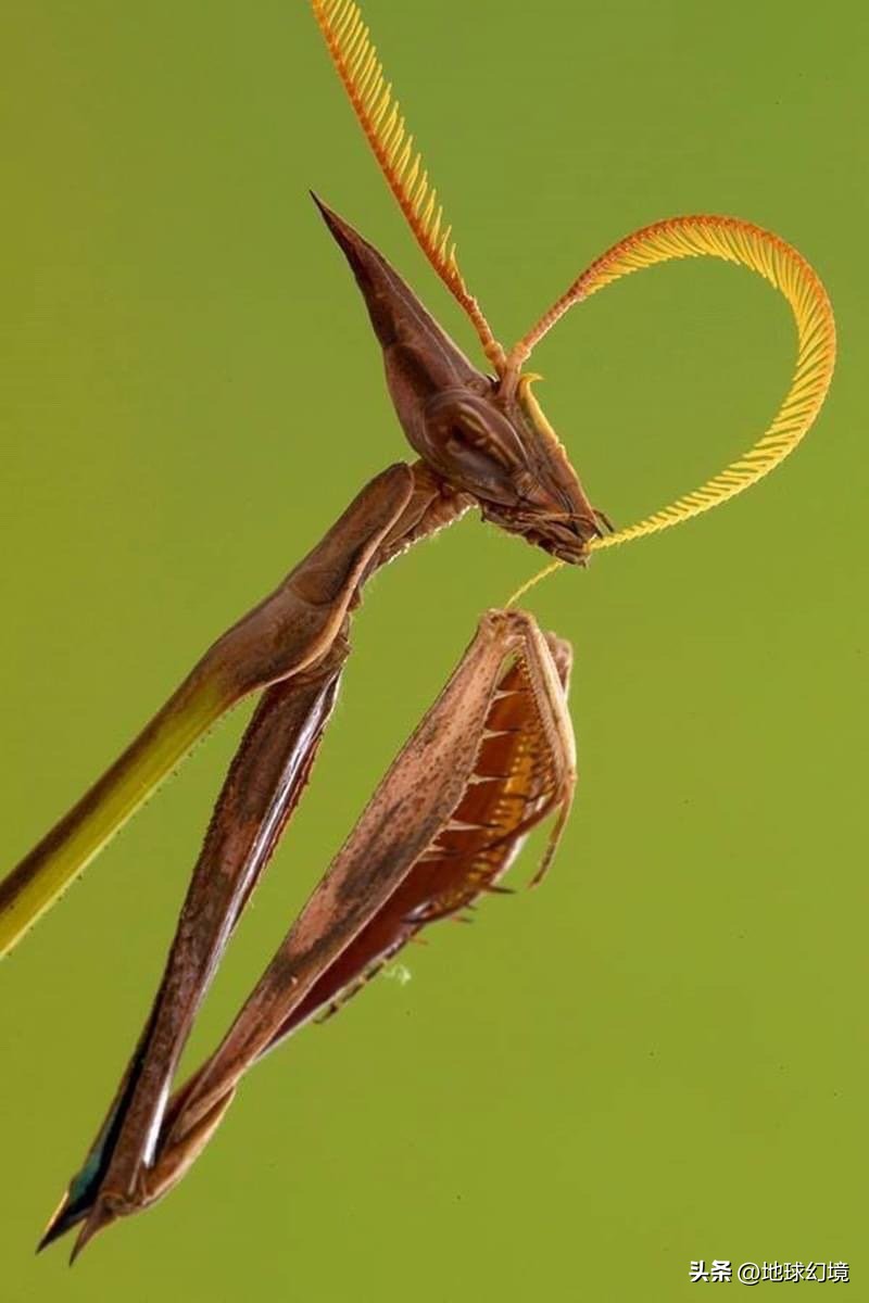 十大深海神秘巨型生物图片,天空拍到的像水母生物图