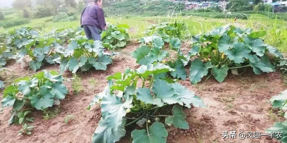 南瓜冬瓜是蔬菜还是属于植物,南瓜主蔓结瓜还是侧蔓结瓜