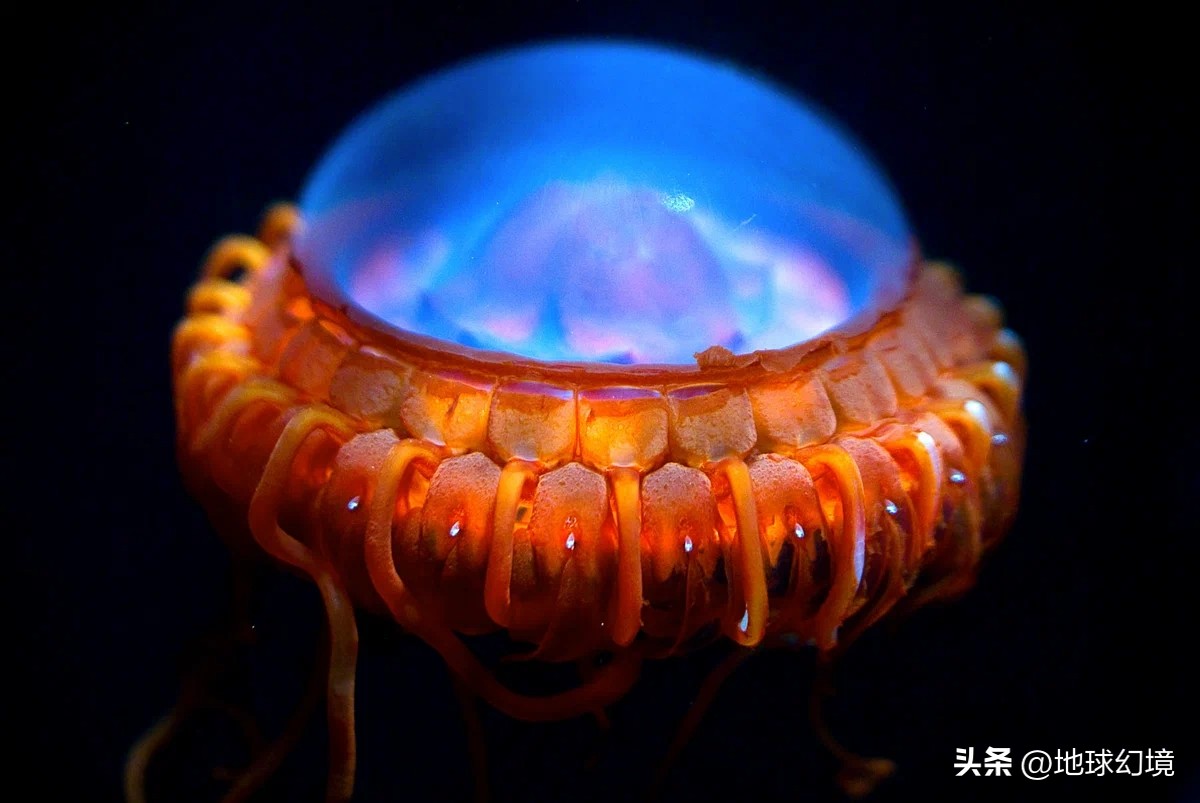 10种最罕见的神秘生物,35种罕见生物照片