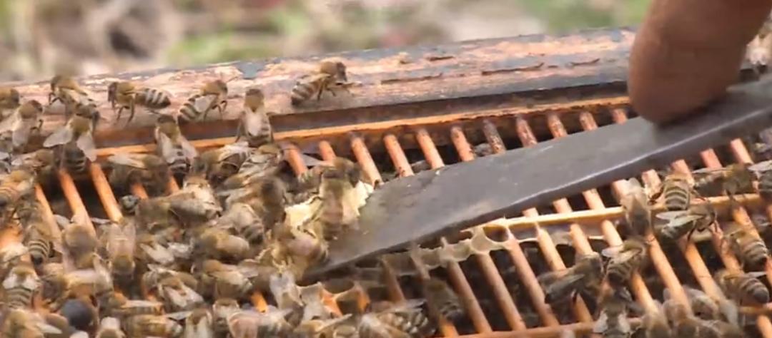 【城事】恰百花盛开品生活如蜜