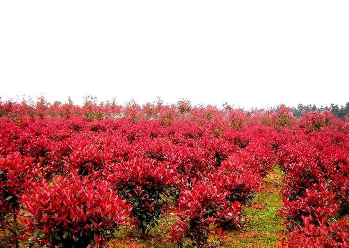 森禾红叶石楠,森禾2.0