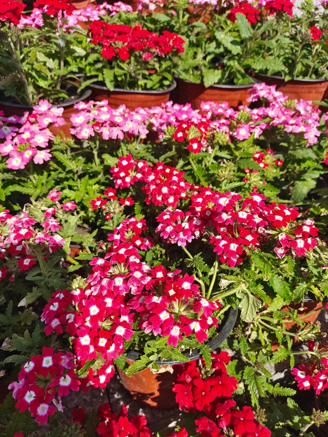 植物施肥的方法和注意事项,花卉施肥什么肥最好