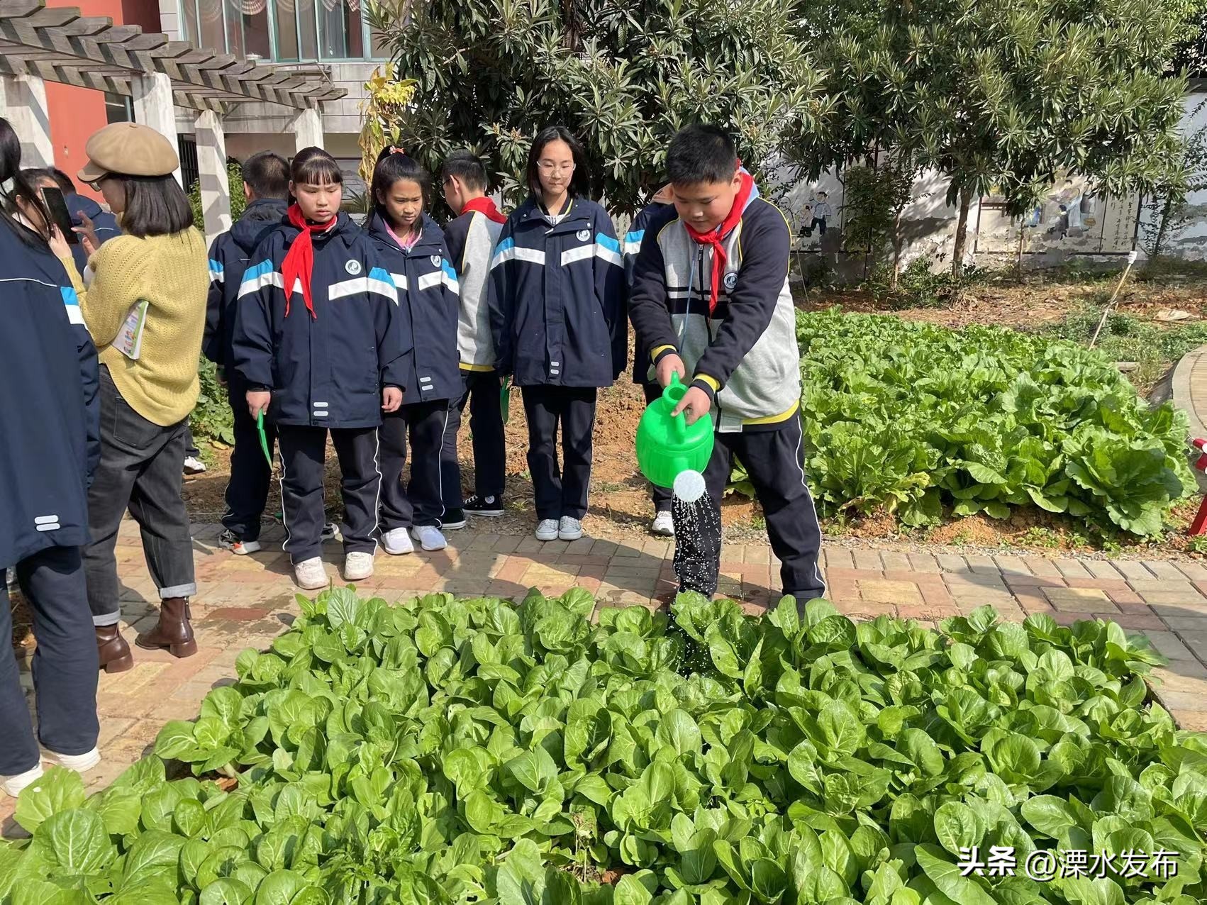 翻土要翻多深？种下的大蒜哪头朝上？溧水这所中学上了一堂有滋有味的劳动课