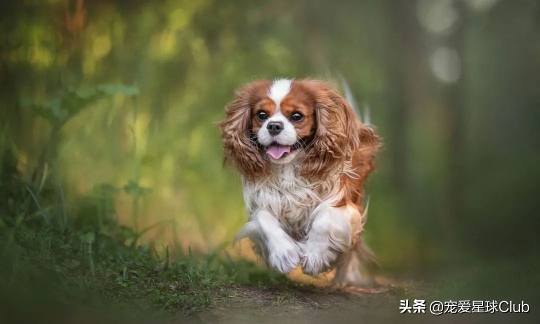查尔斯王骑士猎犬智商,查尔斯骑士猎犬