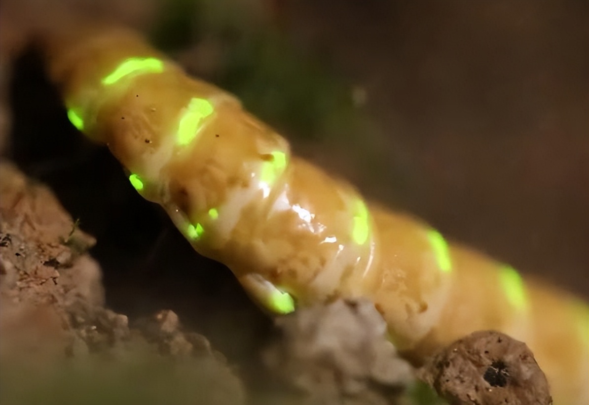 黄色荧光虫,发现好多萤火虫图片