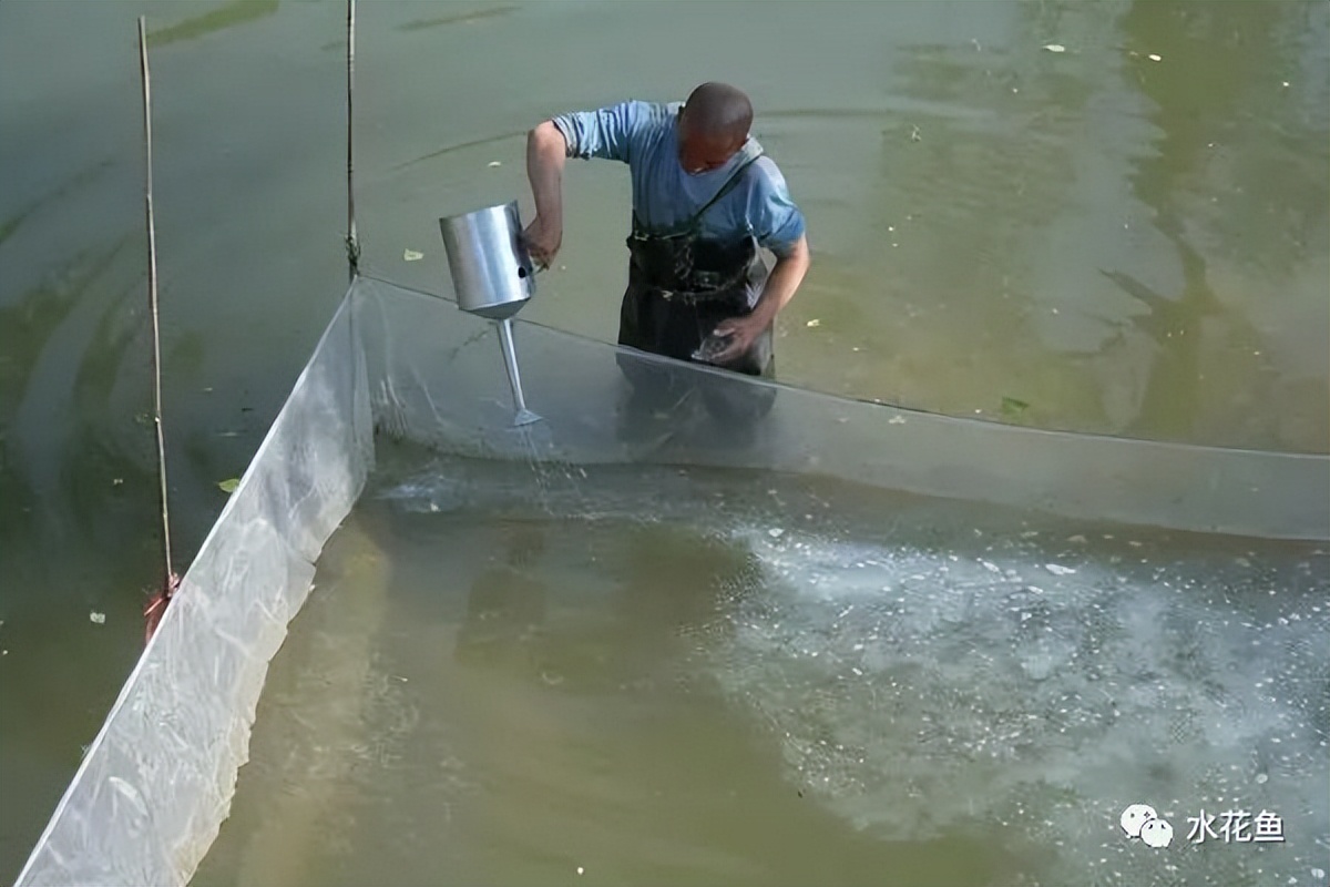 家鱼养殖如何投苗,养殖鱼技术和鱼苗