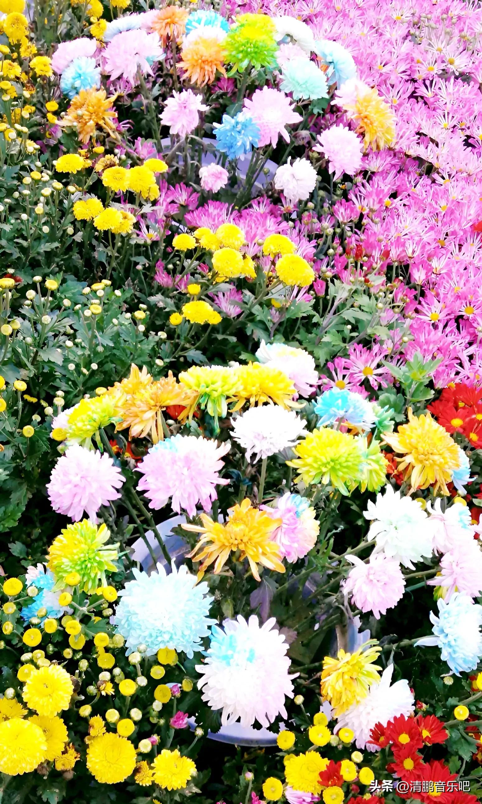 人民币上面的花分别是什么花,人民币上的花是什么花