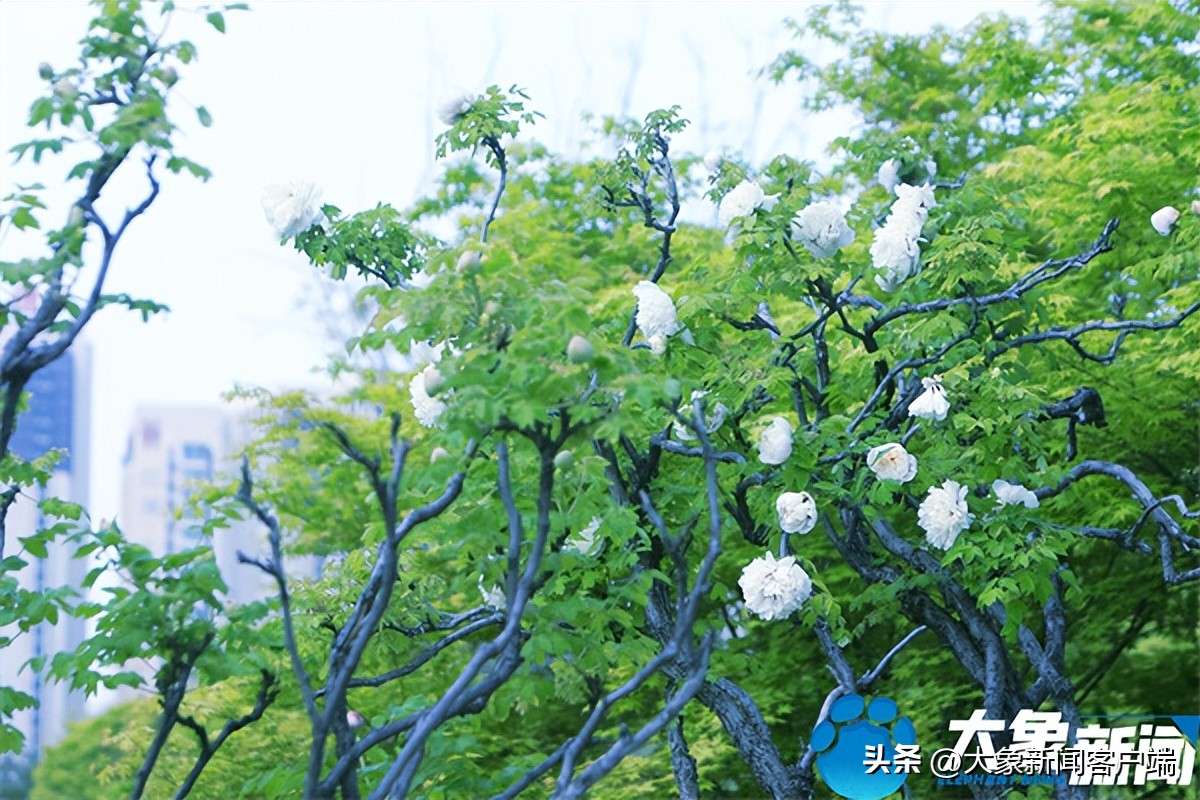 花开时节动京城最美不过洛阳城,花开时节动京城洛阳