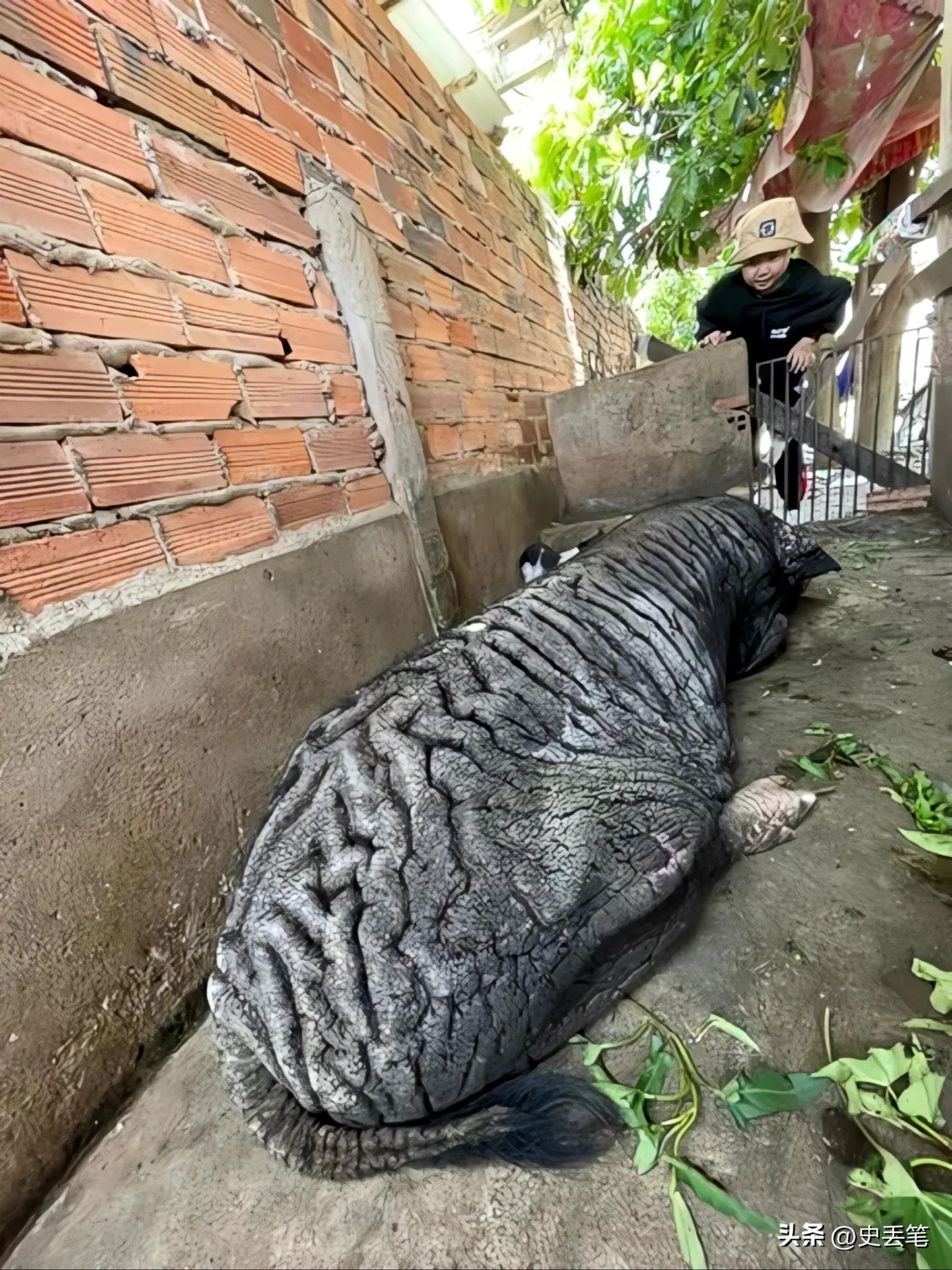 越南大妈家里养了只皱皮老母猪，称低于115万坚决不卖