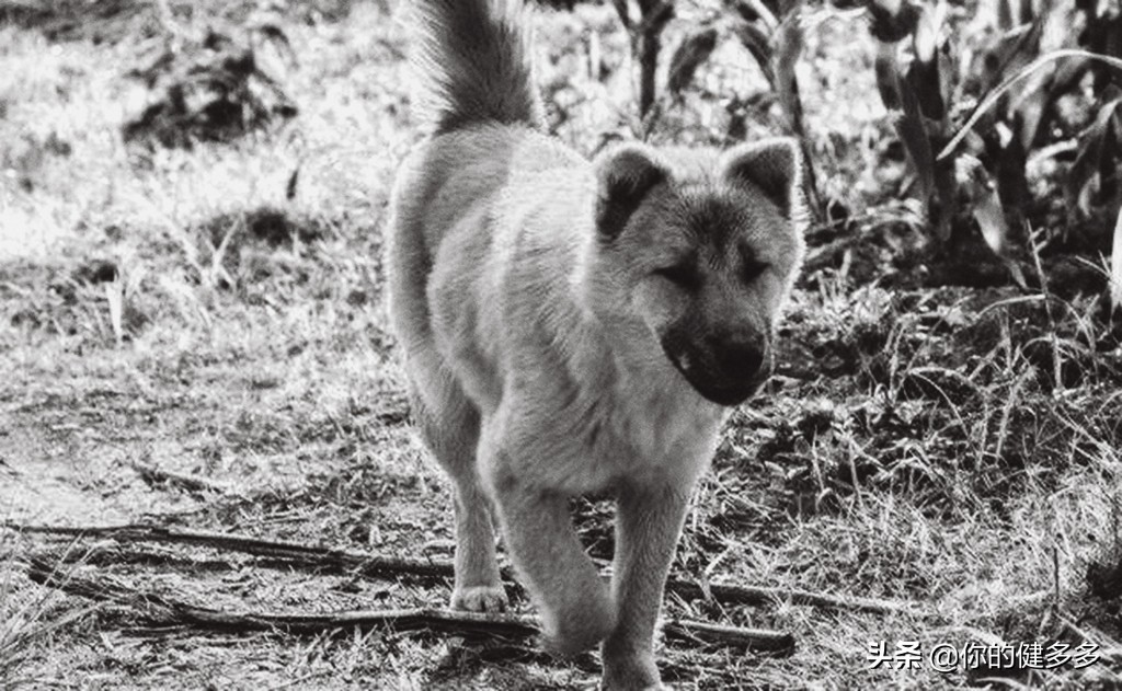 民间真实故事寡妇与狼,民间故事少妇河边哭泣