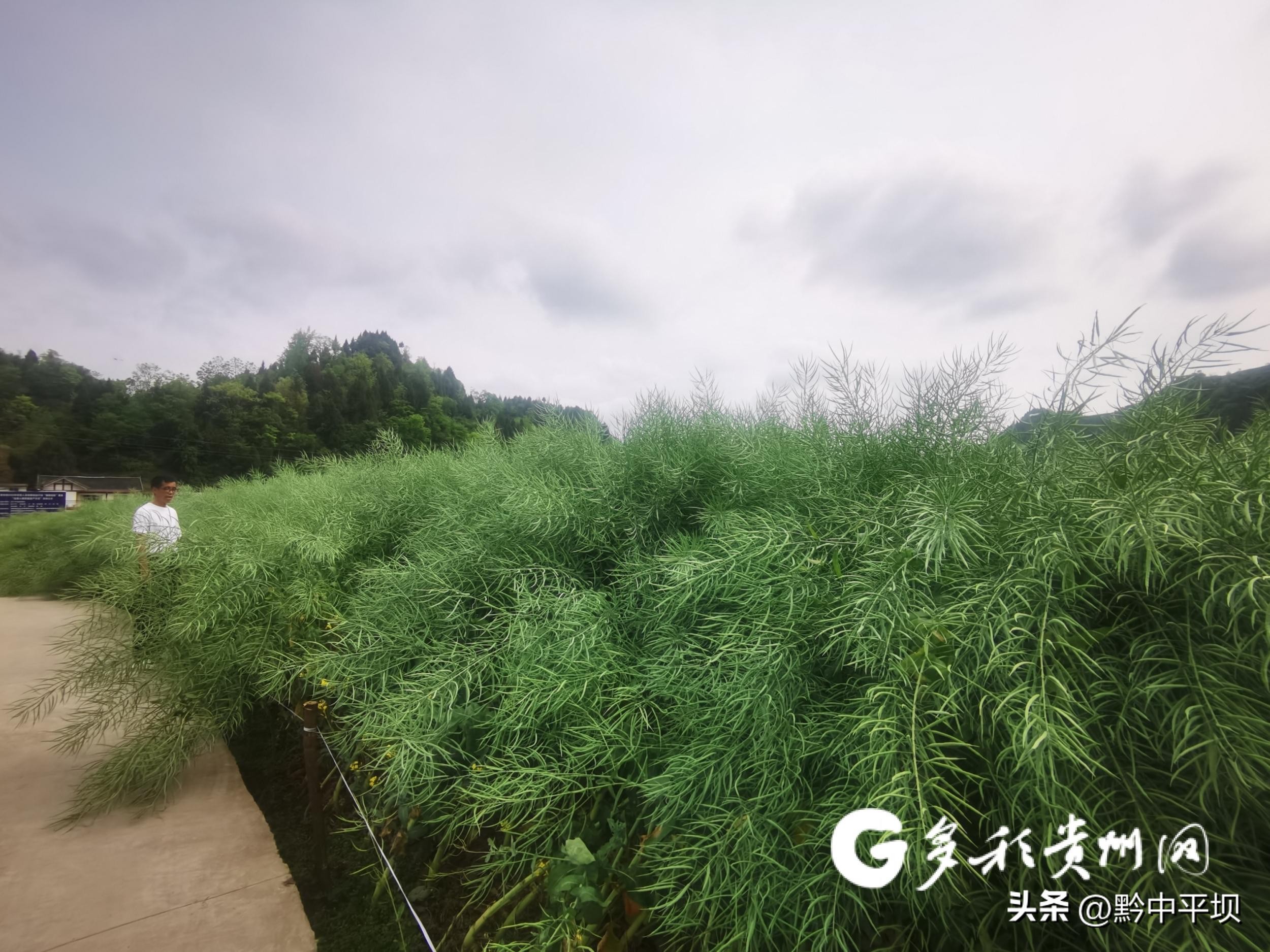 【农业“芯”力量】油研300：一粒价值千万的油菜籽