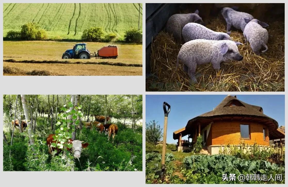 外媒评价匈牙利力挺中国,匈牙利在欧盟力挺中国