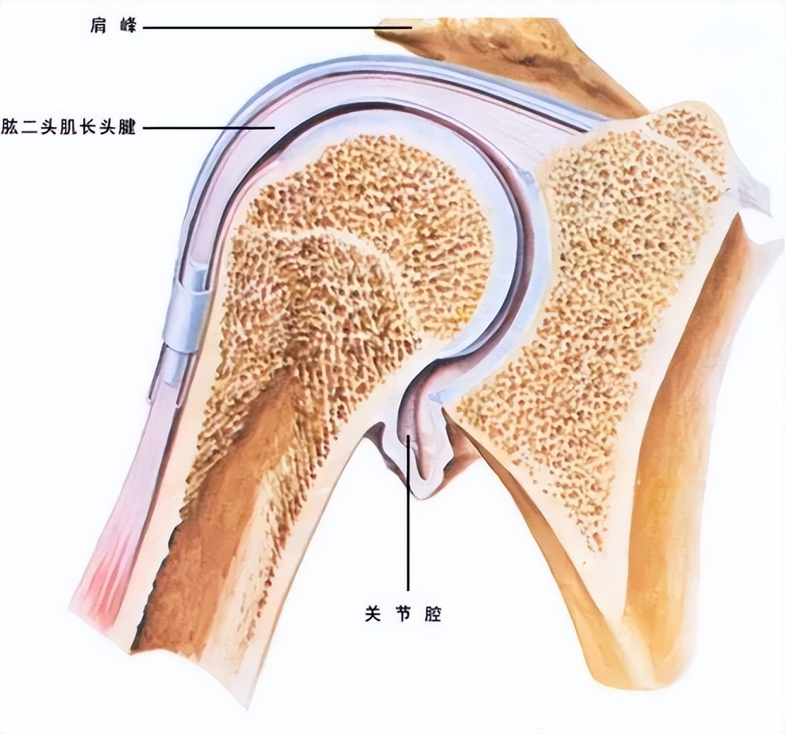 肩膀总是咔咔响？你的肩关节弹响，可能是这些原因