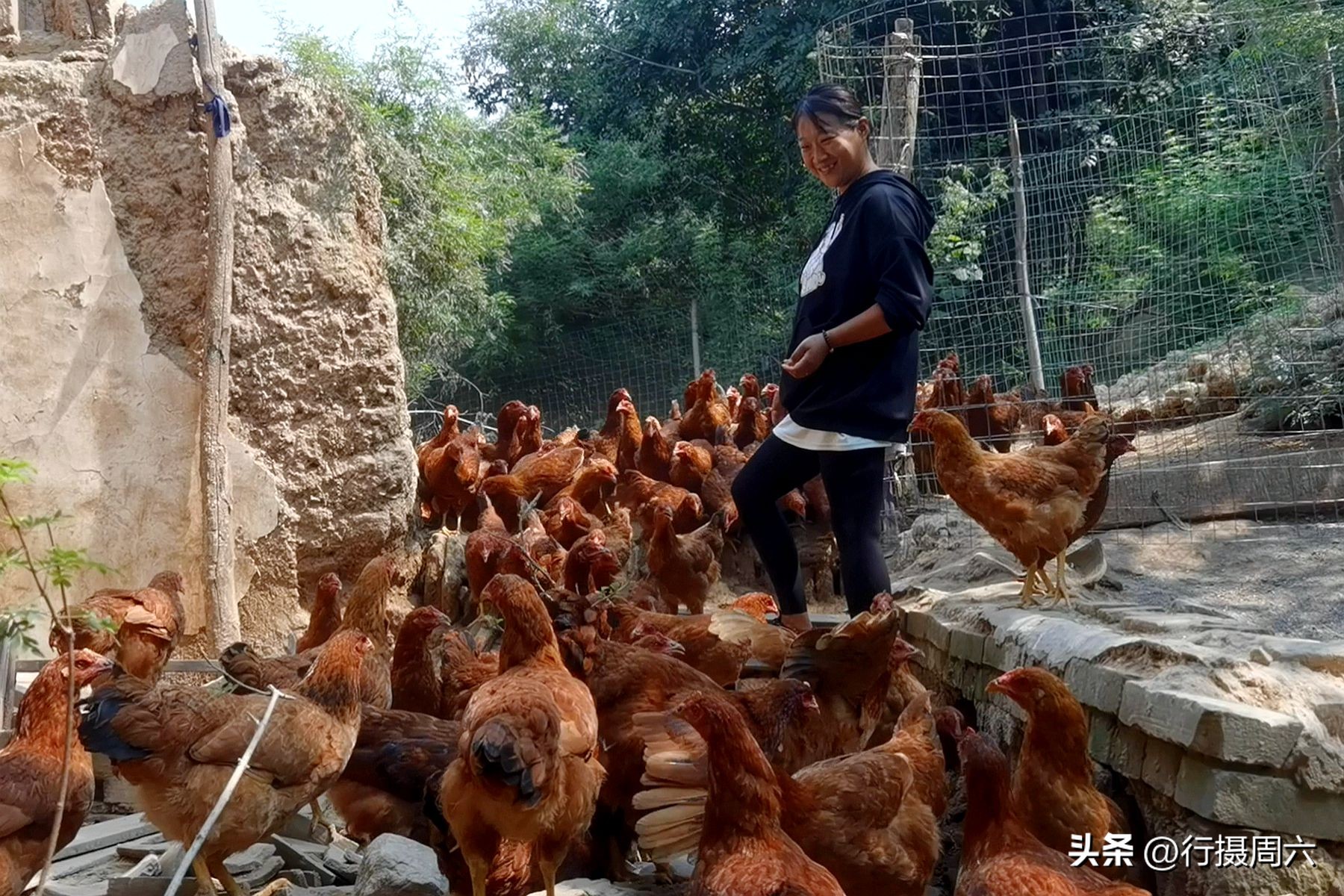 农村养跑山鸡前景,养殖1000只跑山鸡的成本和利润