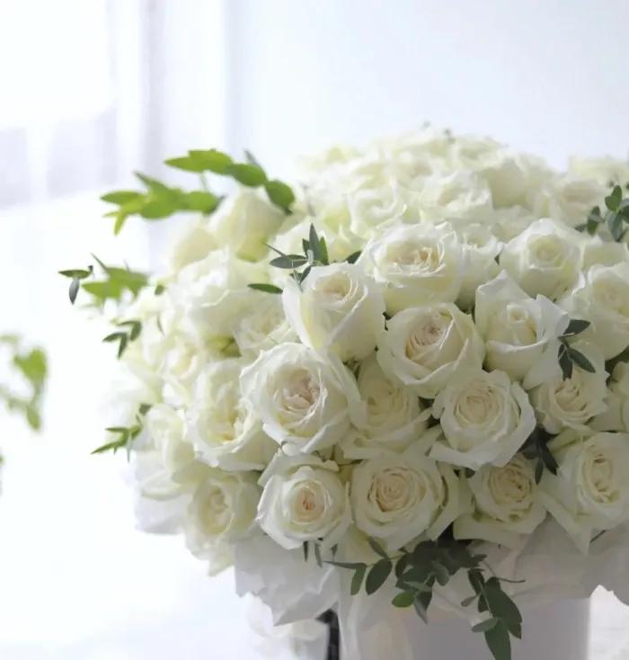 求婚送什么颜色的玫瑰花比较合适,玫瑰花的外形特点和颜色的特点