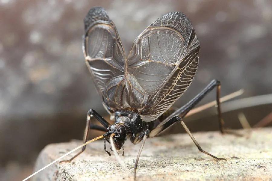 捣练子·*钟金**鸣