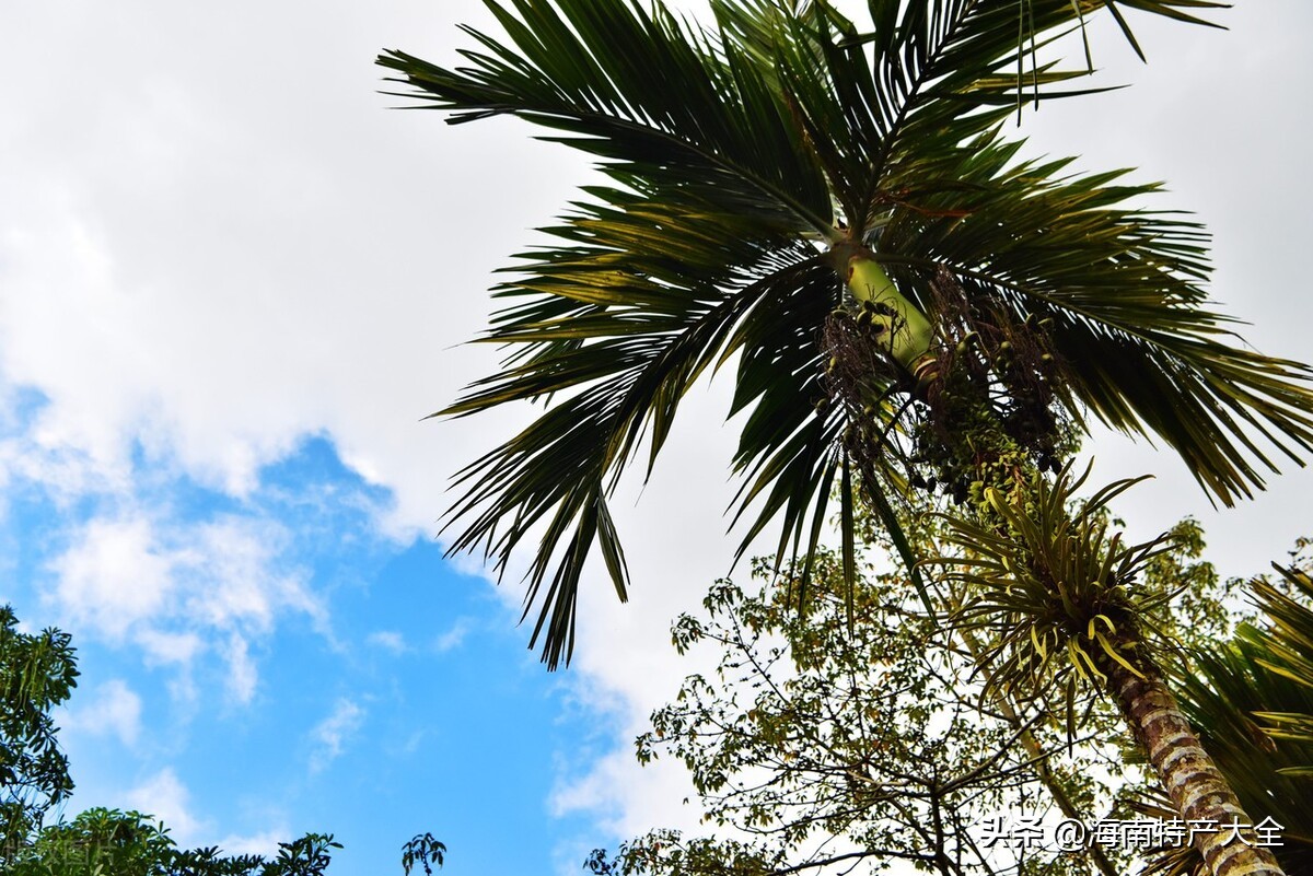 今日槟榔青果价格行情 (2022海南槟榔青果价格行情)
