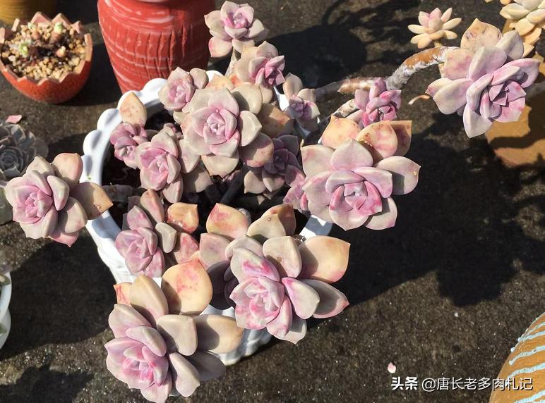 多肉老桩换盆可以不修根吗,多肉老桩换盆时要不要修根