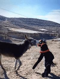 搞笑图片发烧,小女孩gif搞笑动态图片大全