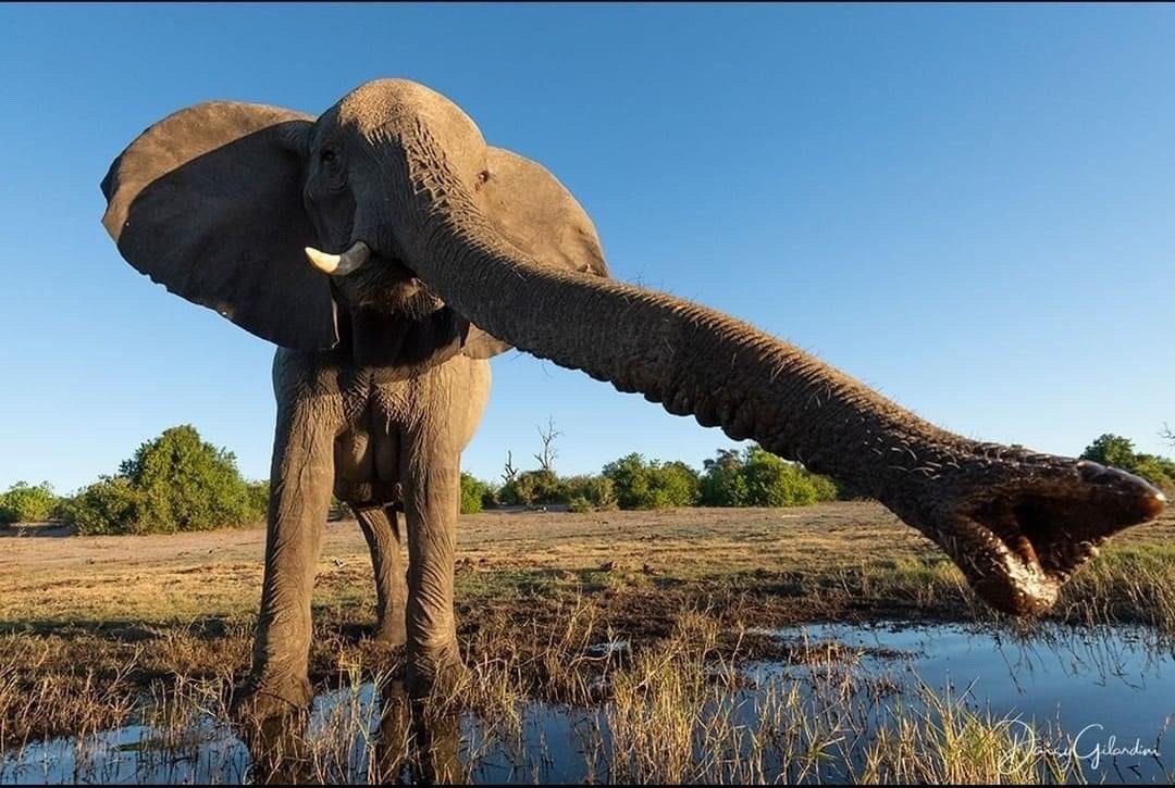 26张离奇动物照片：克苏鲁大人在沙滩爬行，货轮撞翻鲸鱼
