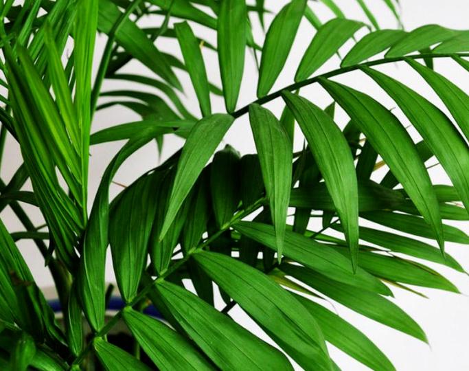 室内散尾葵上有尘土怎么办,家里的散尾葵为何黄叶