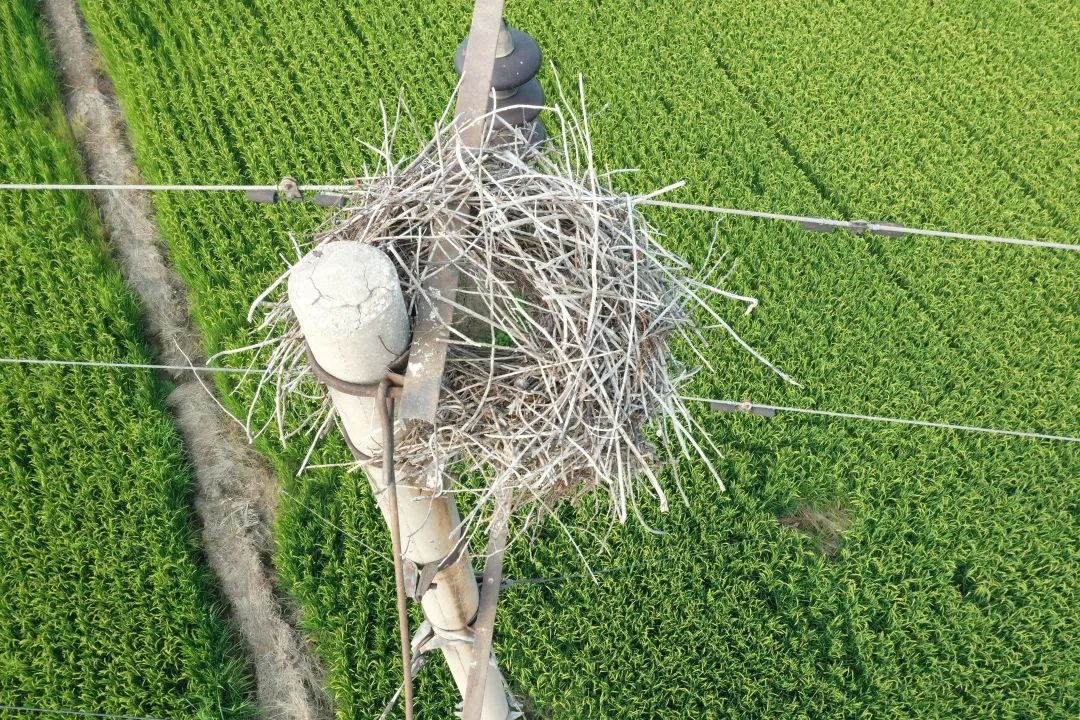 为啥乌鸦不敢招惹喜鹊,喜鹊凶猛