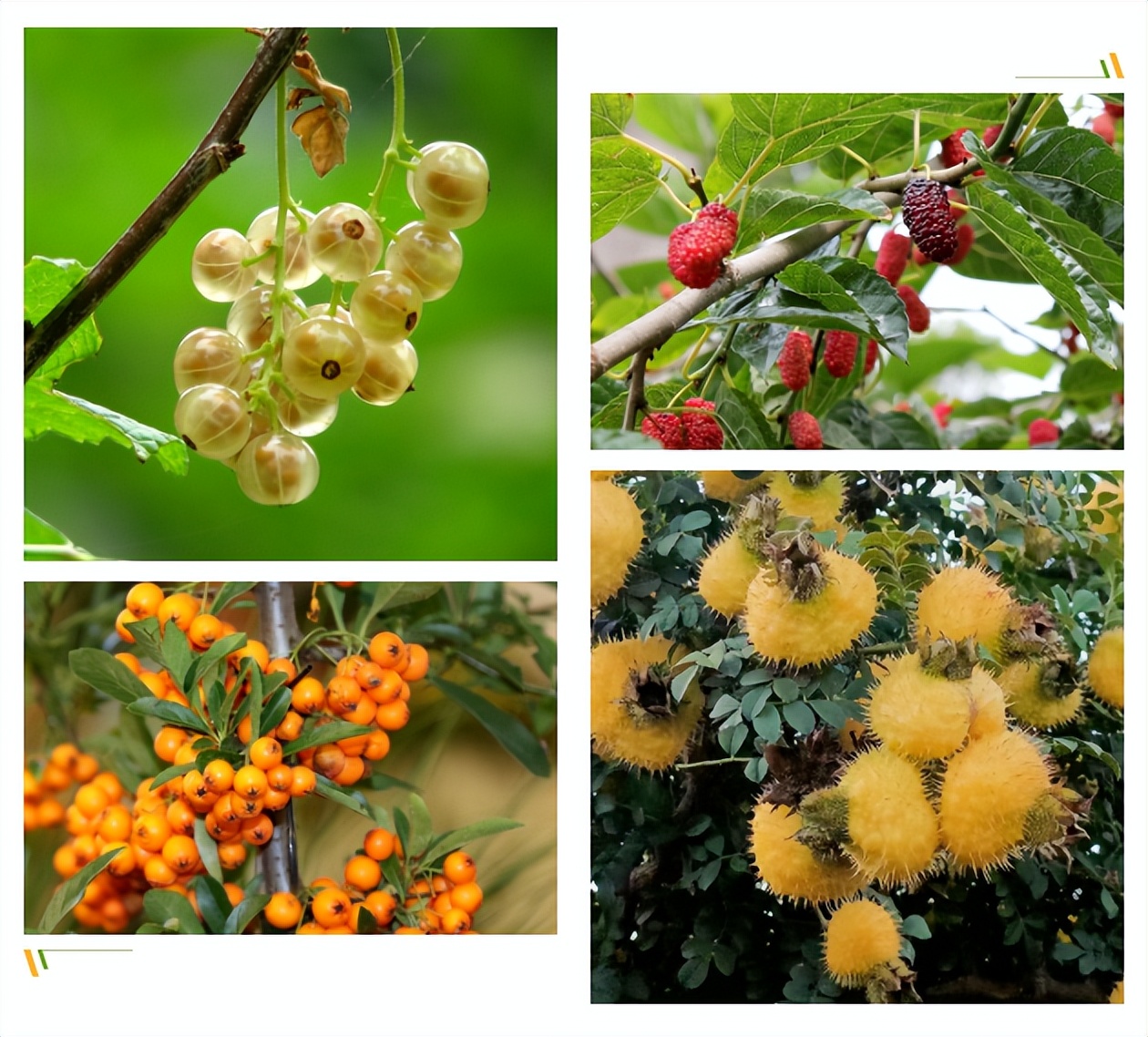 酵素代工厂,水果酵素加工