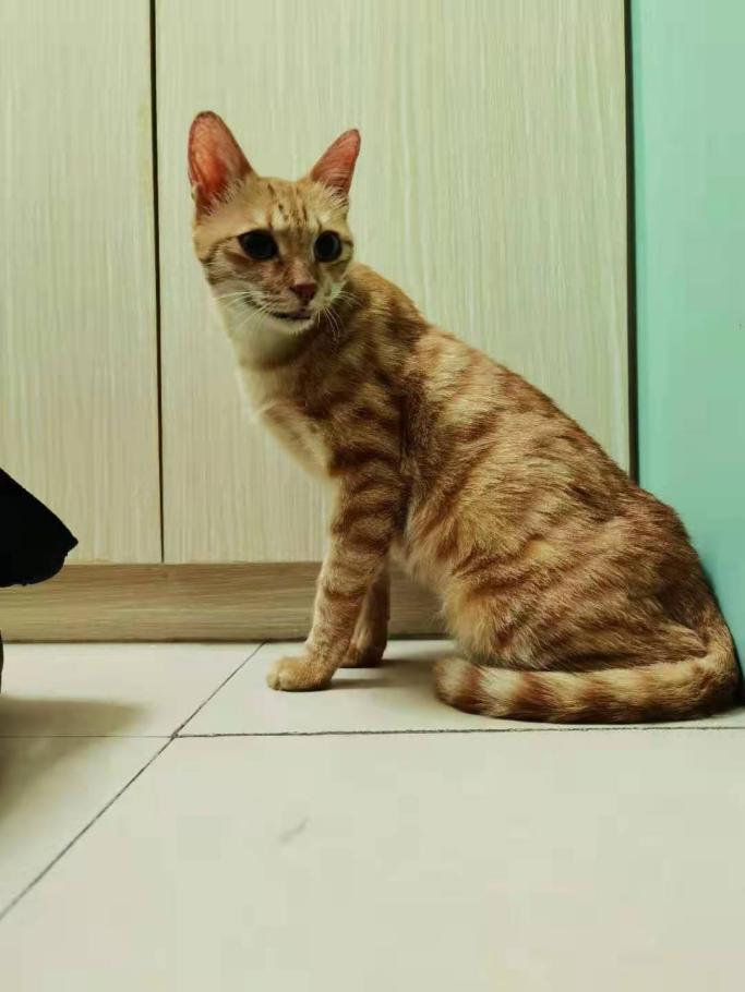 猫咪得了口炎谁有好办法治疗,猫咪得了口炎需要打什么针