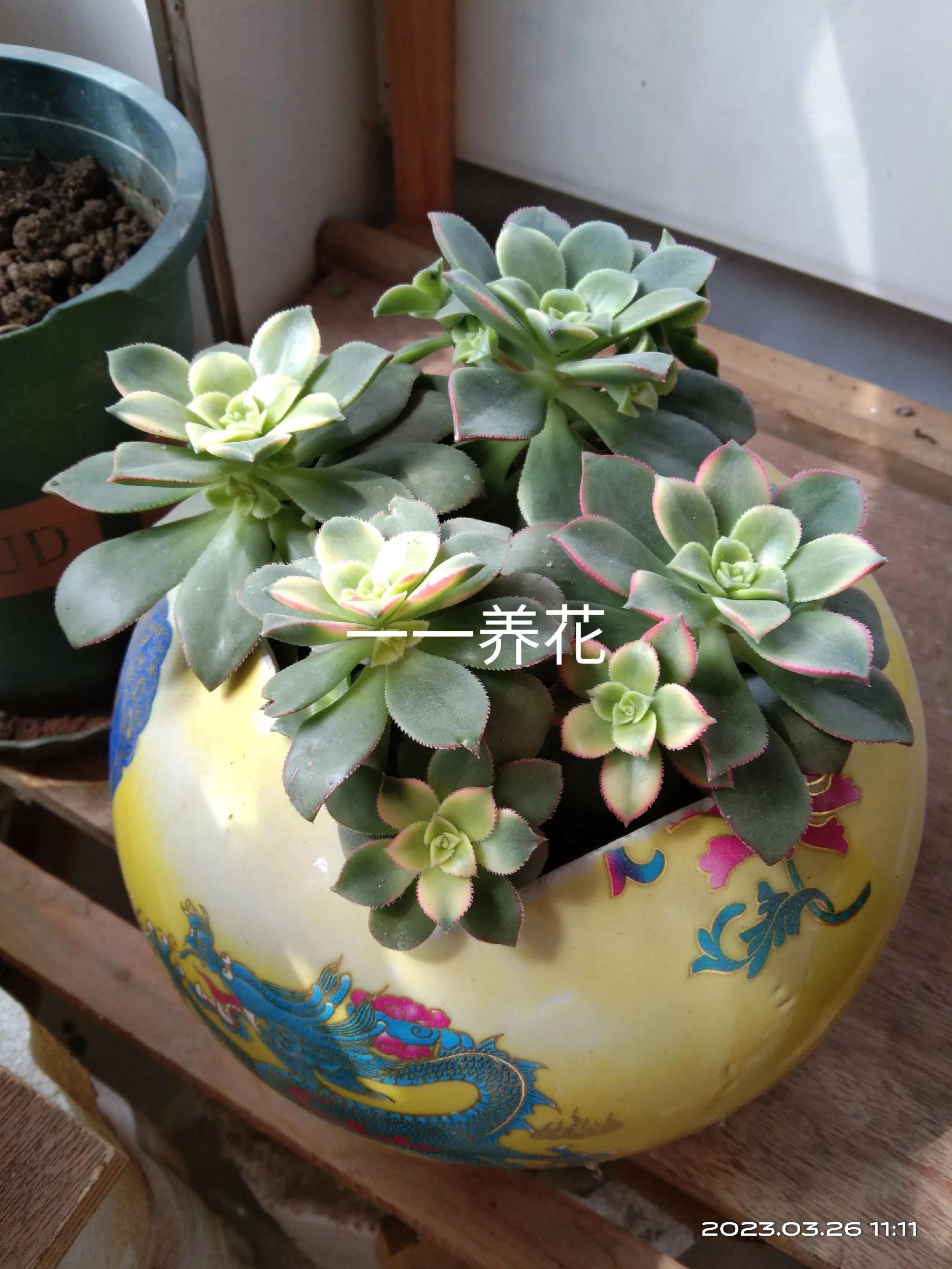 用过酒瓶能养花吗,用酒瓶养花养什么花