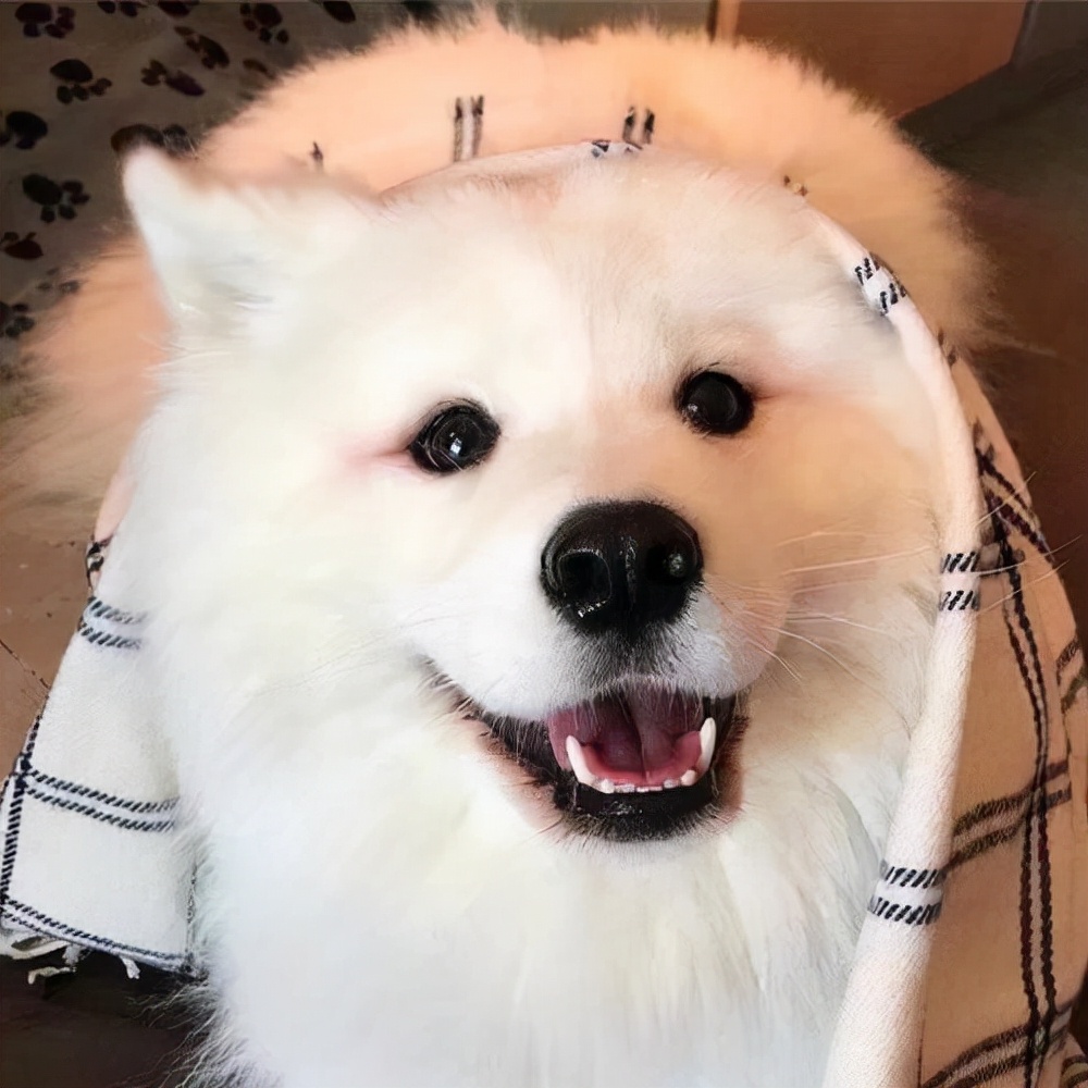 萨摩耶两个月太不听话怎么办,萨摩耶不听话怎么训练幼犬