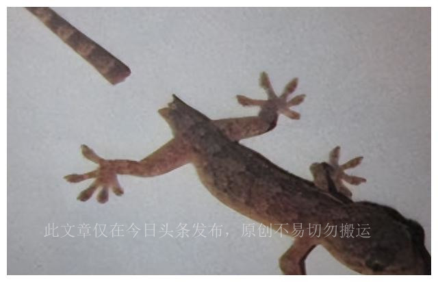 壁虎为何被列入五毒之一,壁虎为什么被称为五毒之一