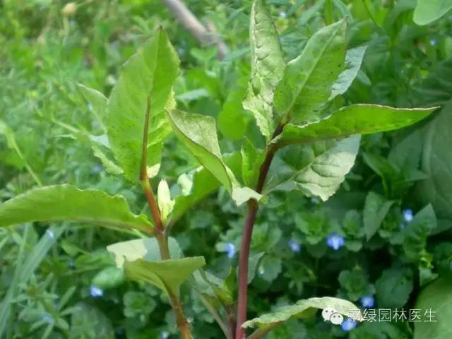 草坪杂草的防除方法,草坪杂草的物理防除