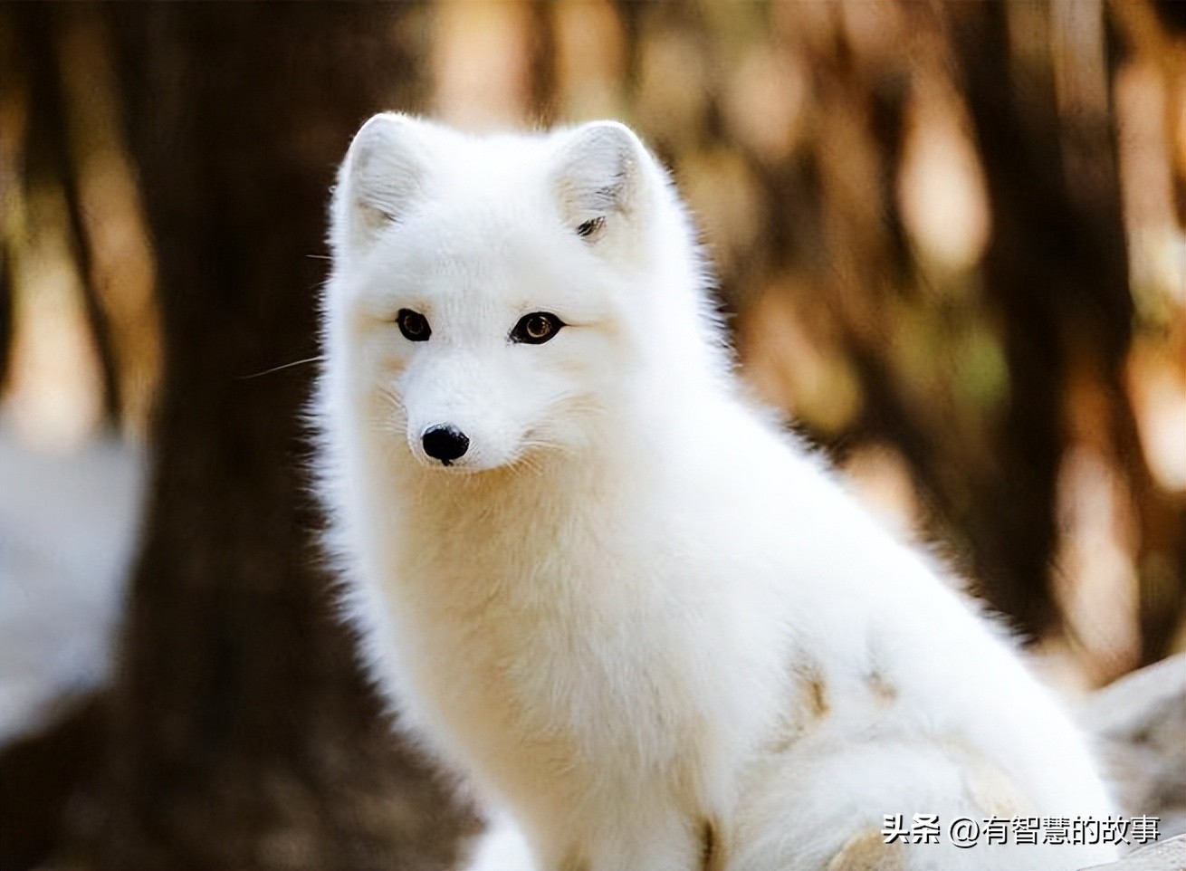 明清历任县令,经典传奇古代的县令