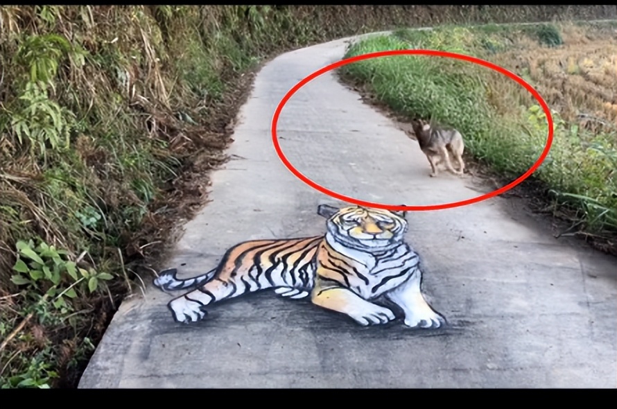 震惊全网的“民间奇人”：农村小伙做蛋糕火出国，马云都得排队买