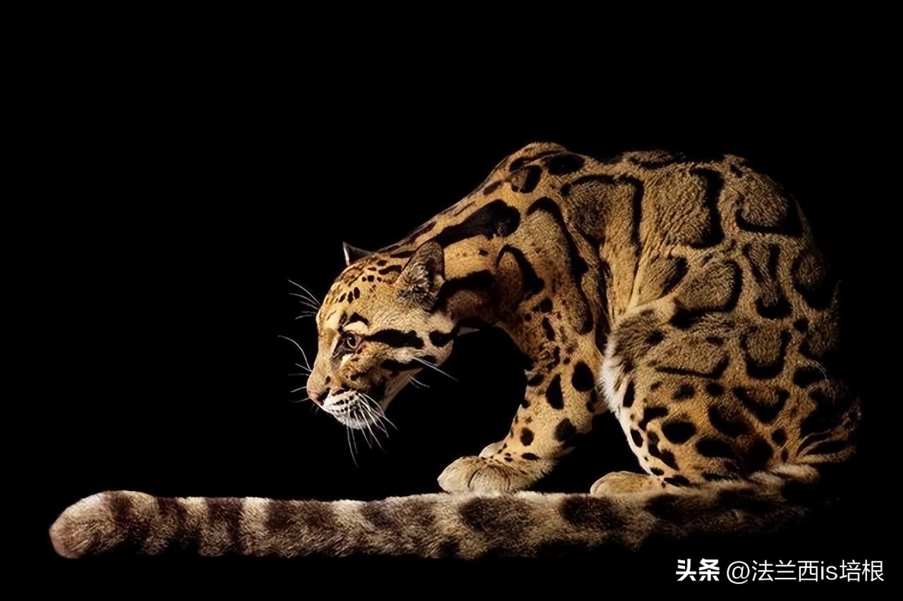 世界上最厉害的猫科动物豹猫,豹猫我国最可怜的野生猫科动物