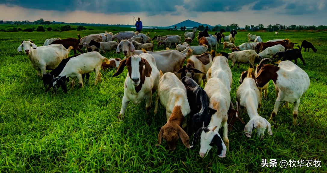 春季牛羊容易高发什么病,秋季牛羊病预防