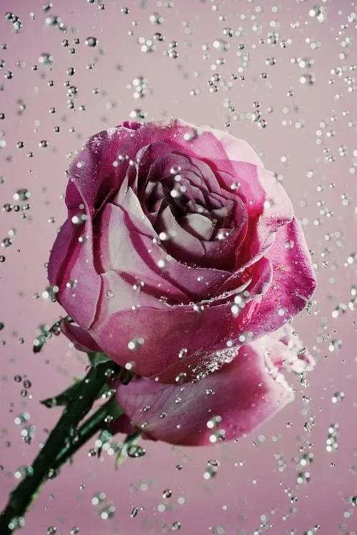 唯美玫瑰花手机壁纸,两朵玫瑰花图片唯美壁纸