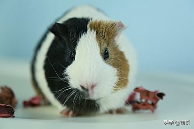 豚鼠的养殖前景,豚鼠的生活习性和生存环境