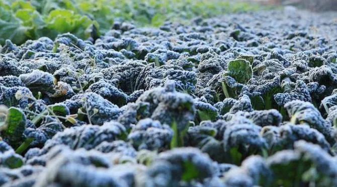 有一种青菜叫广东菜,随州青菜有哪些