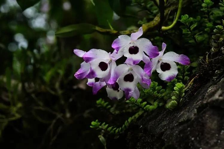 母亲节送什么鲜花康乃馨图片,母亲节送什么花比较合适康乃馨