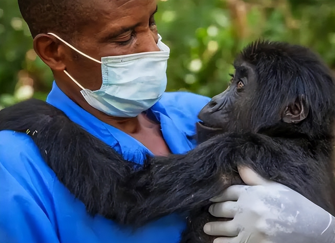艾滋病源于黑猩猩，它是怎么将艾滋病传到非洲，再传到全世界的？