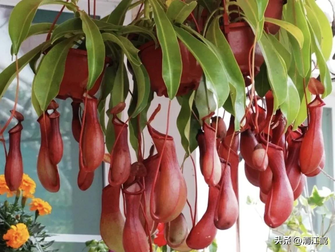 有什么推荐的食虫植物,又好看又便宜的食虫植物
