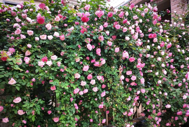 小院大门口种什么爬藤花漂亮,院子做花园