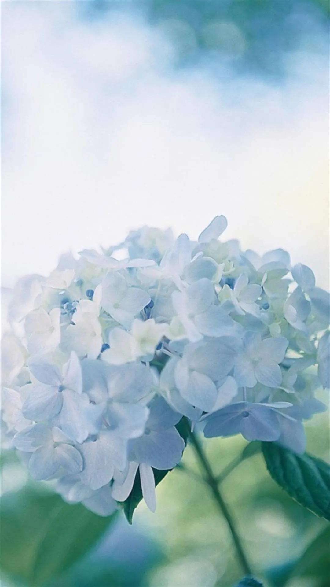 唯美手机壁纸高级感,唯美手机壁纸高清全面屏