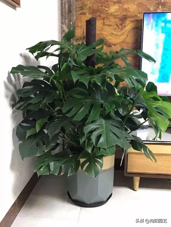 家里养绿植运气好还是不好,家里养绿植有什么讲究